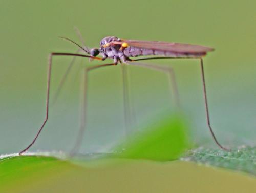 Gnophomyia sp.